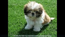 Shih Tzu Stop Barking - In This Free Mini Course Learn How to Train Your Shih Tzu to Stop Barking