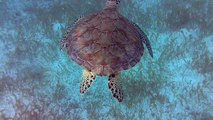 Following a Sea Turtle; Tobago Cays Marine Park; St. Vincent and the Grenadines