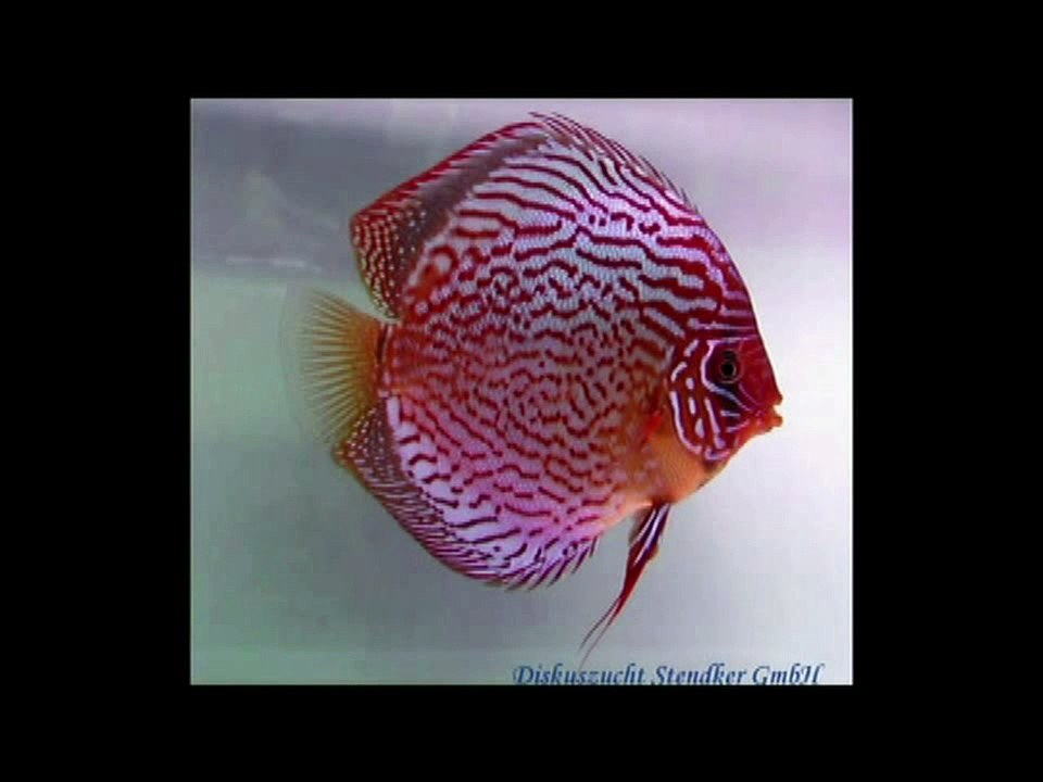 Les signes et les miracles d'Allah  معجزة الله في الكون