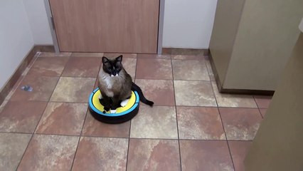 Cat on a Roomba Cleaning a Doctor's Office #SharkCat | TexasGirly1979