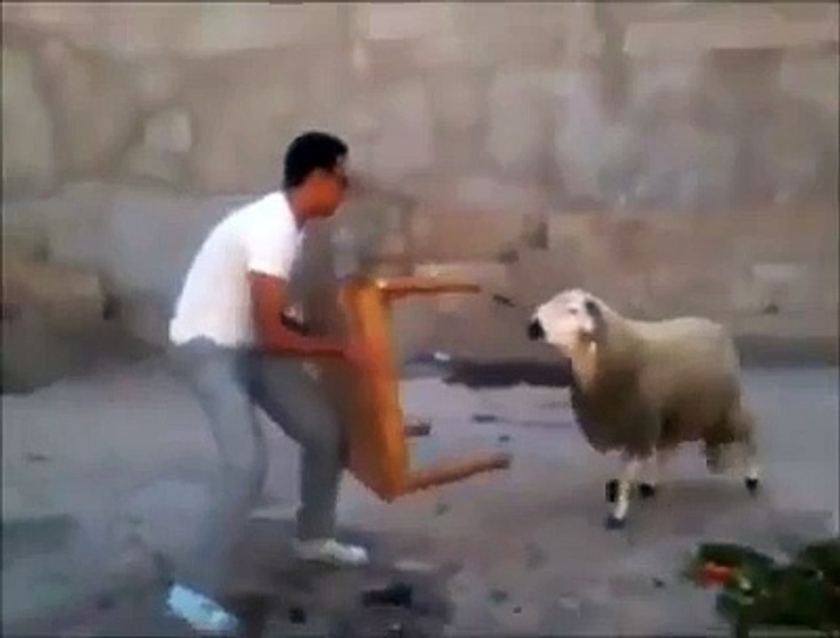When Animals Attack - Funny Compilation