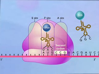 Protein Synthesis