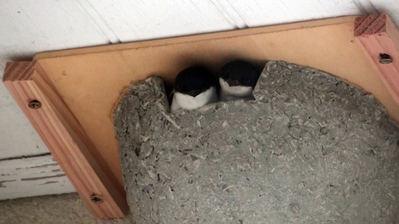 Hirondelles de fenêtre - Thil, le 25 mai 2015