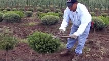 Mugo Pine - Plant Care