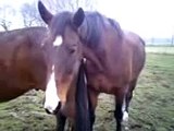 Prada en Junior van Stichting Paard in Nood stoeiend en liggend