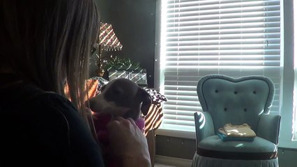 SHIMMER does not make a very good SUPER MOUSE