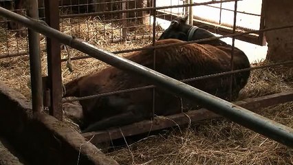 牛の出産　生まれるぅ〜（中平）