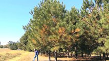 UGA Researcher Works To Develop Pine Trees With No Pine Cones