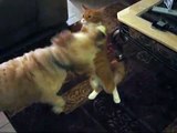 BLIND DOG chasing cat!!