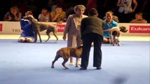 Paris Dog Show 2011 Handling Amstaff