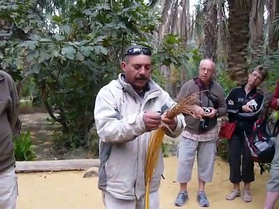 TOZEUR FERTILISATION PALMIER DATTIER.MOV