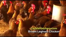 Brown Leghorn Chicken Breed (Breeder Flock)