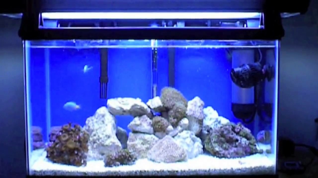 Ten Gallon Nano Reef