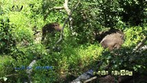 Wild Boar piglets - Wild Zwijn - sus scrofa