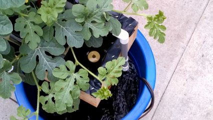 Growing Watermelon Hydroponically 2 of 3