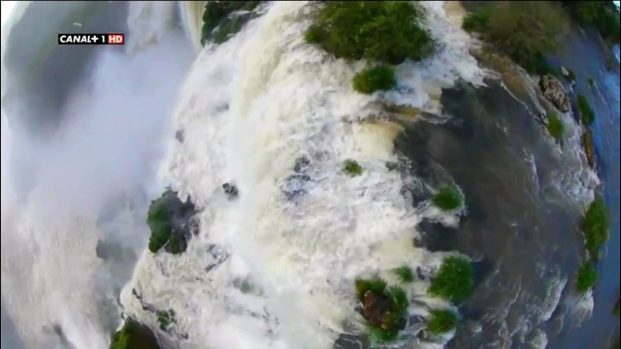 Vencejo de cabeza gris