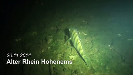 Wels Hecht Barsch Karpfen im Alten Rhein