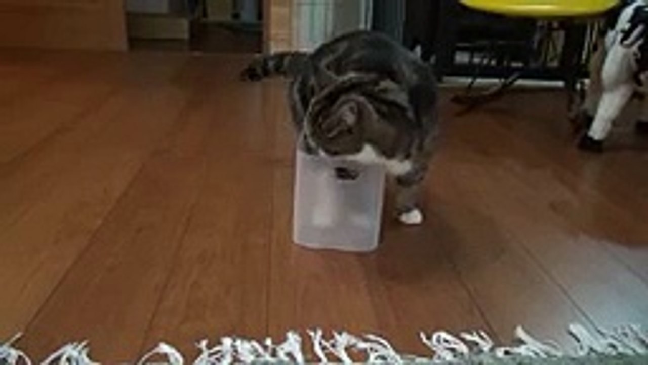 This will be the most tenacious cat you'll ever see