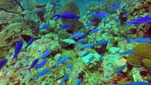 Nassau, Bahamas scuba diving
