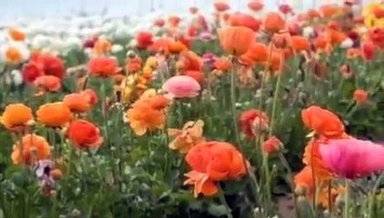 Life Cycle of a Flower