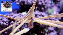 【charm】アロークラブ ウミケムシを捕食! Arrow Crab (Stenorhynchus seticorins) eating A Bristle Worm.