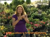 How to Multiply Your Plants: Succulent, Kalanchoe Cuttings