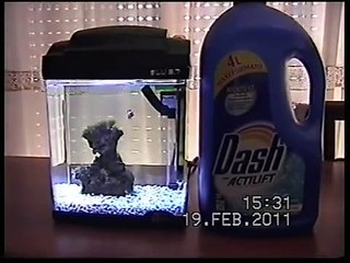 1 gallon - 41oz (4 liters - 5.8Kg) "Bonsai Reef" - Read more video info!.avi