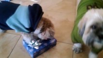Caesar The Talented Shih Tzu Opens His Christmas Present