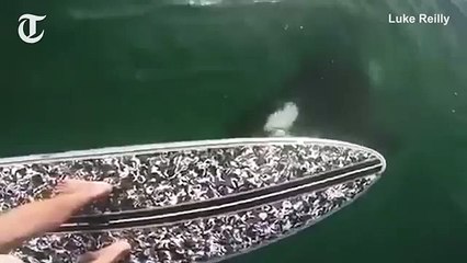 Orca persigue a surfista y le arranca un pedazo de su tabla