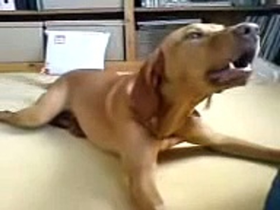 Vizsla dog having barking fit