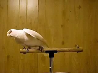 Parrot Dancing On Indian Song