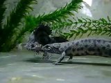 Cortejo / Courtship Triturus cristatus