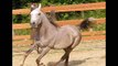 HALIMA TU, Straight Egyptian, Al Khamsa, Blue List Eligible Filly ( ANSATA bloodlines)