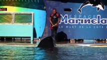 Marineland Antibes: Orca Show (2/2)