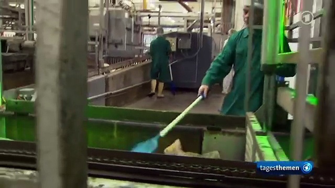 Derzeit normale Schlachtung in Deutschland - Schweine ersticken qualvoll