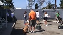 LOS ANGELES DOG TRAINING  |  Los Angeles dog trainers