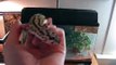 New leopard gecko terrarium #15