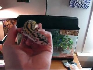 New leopard gecko terrarium #15