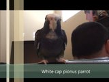 White cap pionus parrot