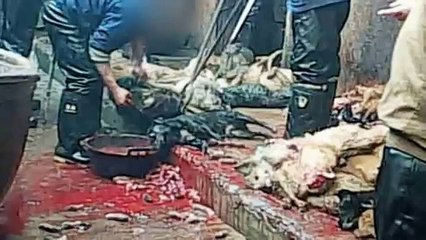 Skinned alive and clubbed to death - the sick secrets of China's dog leather trade