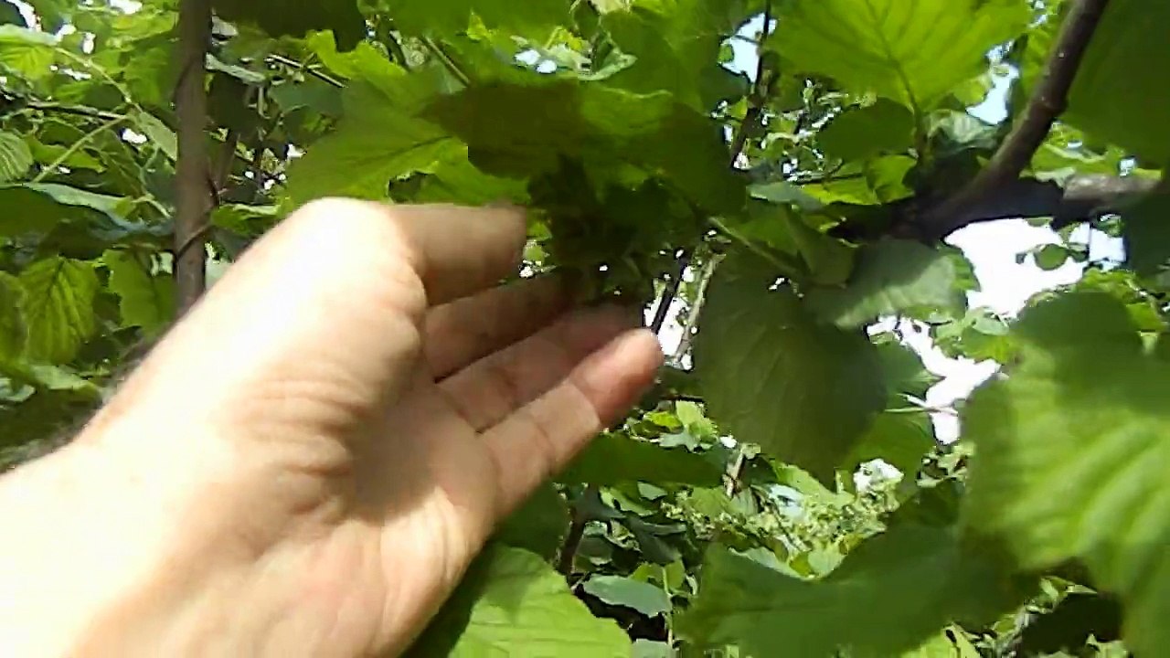 demircili köyü budama yapılmış dal mayıs ayı 2015