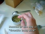 Grackle Baby Bird getting fed...will go to wildlife care & Rescue, please donate!