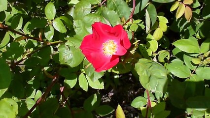 Bijen halen honing uit de rozen