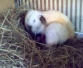 Rabbits birth