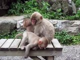 Baby Snow Monkeys in the Summer, Japan 地獄谷野猿公苑 夏