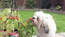 Lhasa Apso Dog 'Scoobie' Tomato Thief caught 'red handed' (red pawed !) & comes to a sticky end!