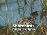 Tofino Shore birds Migrating