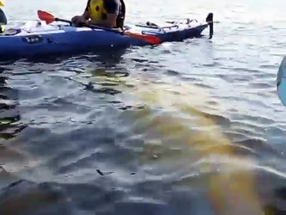 One Happy Wild Beluga Whale Greets Adventurers