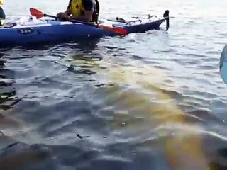 One Happy Wild Beluga Whale Greets Adventurers
