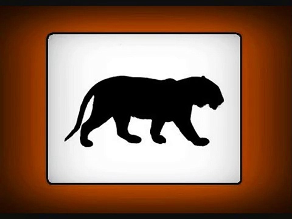 Tiger roar - Cri du tigre - Ruggito tigre - Tiger sounds